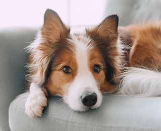 犬の症状・病気